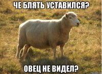 че блять уставился? овец не видел?