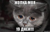 жопка моя 19 дней!!!