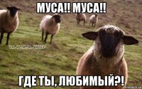 муса!! муса!! где ты, любимый?!