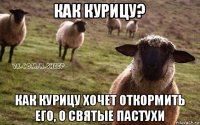 как курицу? как курицу хочет откормить его, о святые пастухи