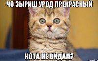 чо зыриш урод прекрасный кота не видал?