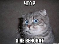 что ? я не веноват