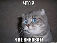 что ? я не виноват!