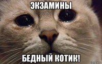 экзамины бедный котик!