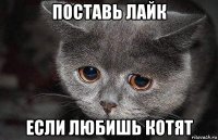 поставь лайк если любишь котят