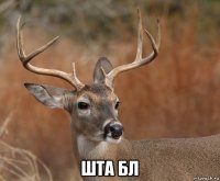  шта бл