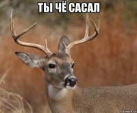 ты чё сасал 