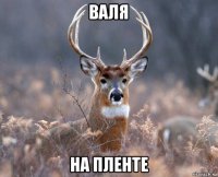 валя на пленте