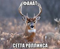 фанат сетта роллинса