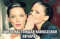  у него настоящая кавказская овчарка