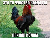 это то чувство когда ты принял ислам