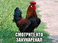  смотрите кто закукарекал