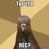 ты что пес?