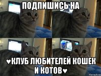 подпишись на ♥клуб любителей кошек и котов♥