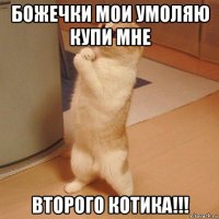 божечки мои умоляю купи мне второго котика!!!