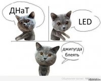 ДНаТ LED джигугда блеять