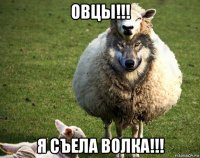 овцы!!! я съела волка!!!