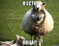 я есть овца!!