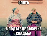 опять в подъезде собачья свадьба