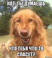 кот, ты думаешь что тебя что-то спасет?