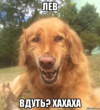 лев вдуть? хахаха