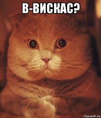 в-вискас? 