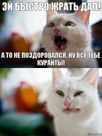 Эй быстро жрать дал! А то не поздоровался, ну все тебе куранты!