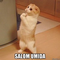  salom umida