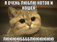 я очень люблю котов и кошек лююююбббблюююююю