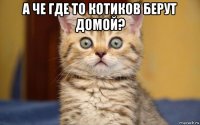 а че где то котиков берут домой? 