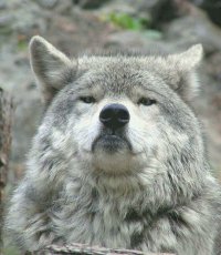 фото бати на аве , Мем    Гордый волк