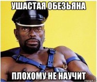 ушастая обезьяна плохому не научит