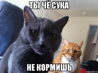 ты чё сука не кормишь