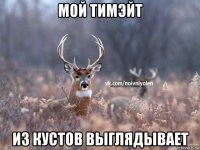 мой тимэйт из кустов выглядывает