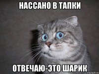 нассано в тапки отвечаю-это шарик