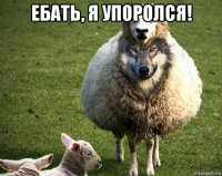 ебать, я упоролся! 