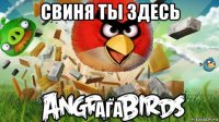 свиня ты здесь ага