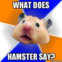 what does hamster say?