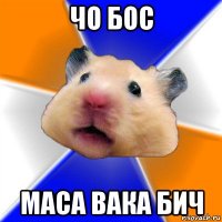 чо бос маса вака бич