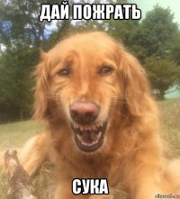 дай пожрать сука