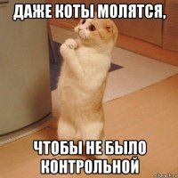 даже коты молятся, чтобы не было контрольной