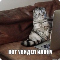 кот увидел илону