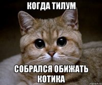 когда тилум собрался обижать котика