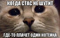 когда стас не шутит где-то плачет один котейка