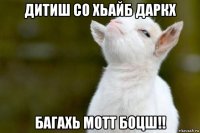 дитиш со хьайб даркх багахь мотт боцш!!