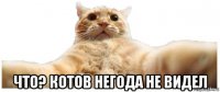  что? котов негода не видел