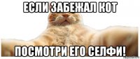 если забежал кот посмотри его селфи!