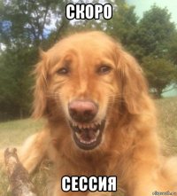 скоро сессия