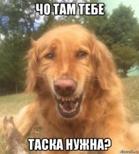 чо там тебе таска нужна?