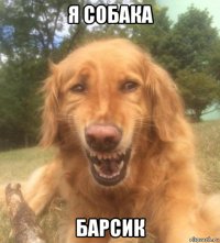 я собака барсик